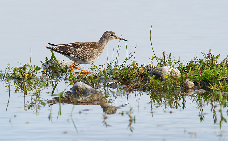 Rødstilk - Common redshank (Tringa totanus).jpg